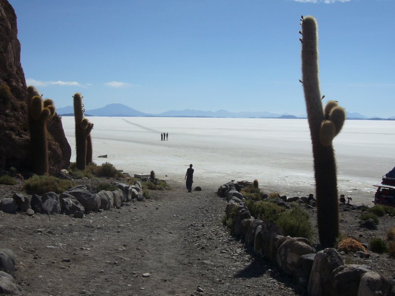 cactus island on the Flats